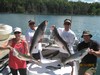 (08/11/2015) - Nice Striped Bass